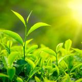 Extracto de hierba natural