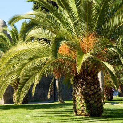 Agua residual de aceite de palma